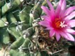 Turbinicarpus_alansoi